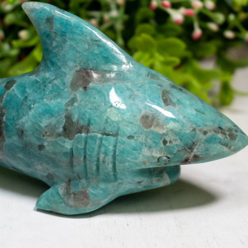 Amazonite Shark