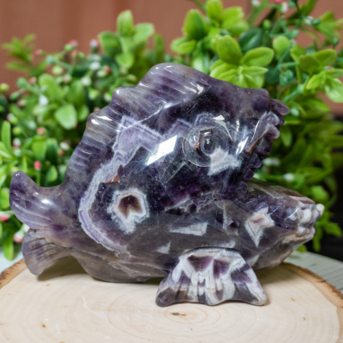 Chevron Amethyst Pirhana