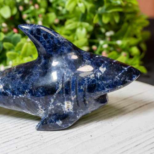 Sodalite Shark #1