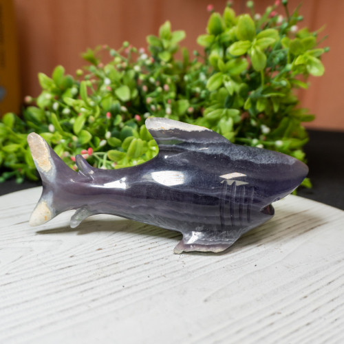 Fluorite Shark #1