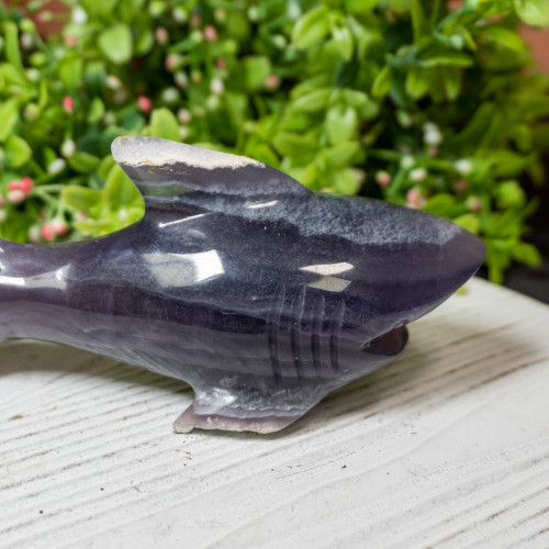 Fluorite Shark #1