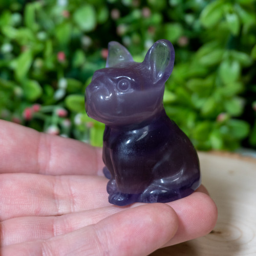 Purple Fluorite French Bulldog