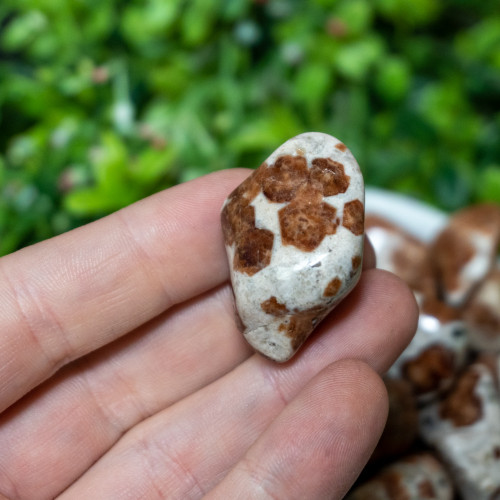 Garnet in Wollastonite Tumbled