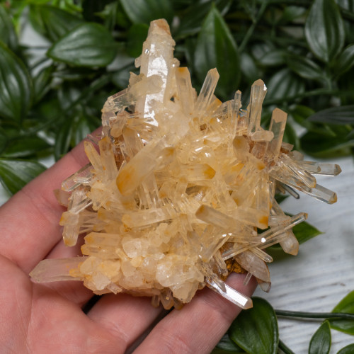 Mango Quartz #2