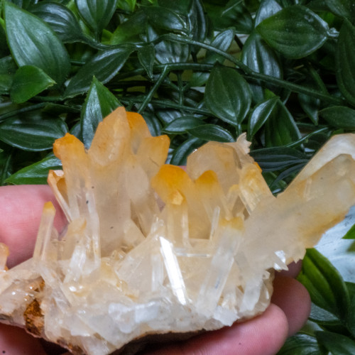 Mango Quartz #3