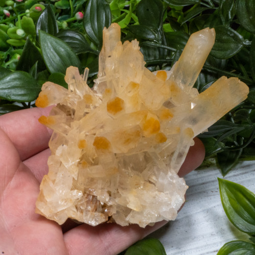 Mango Quartz #3