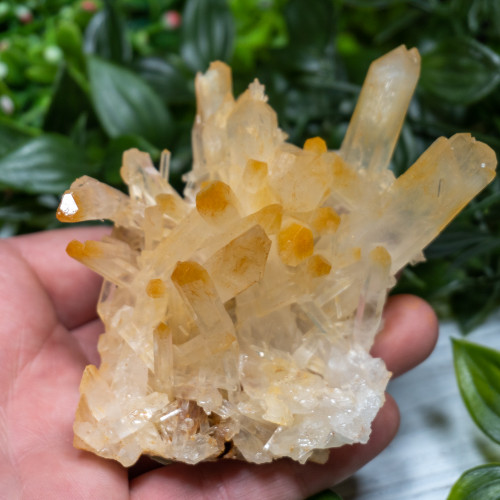 Mango Quartz #3