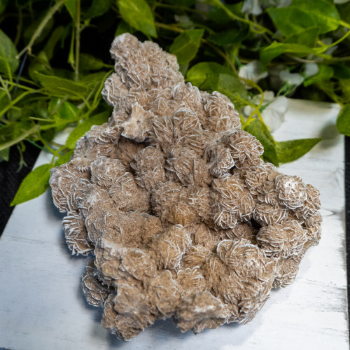 XL Desert Rose Selenite #10