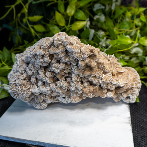 XL Desert Rose Selenite #8