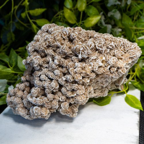 XL Desert Rose Selenite #7