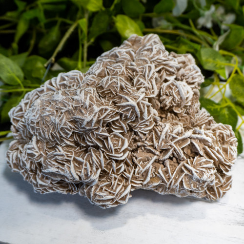 XL Desert Rose Selenite #5