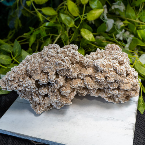 XL Desert Rose Selenite #4