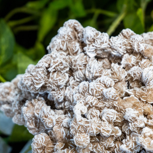 XL Desert Rose Selenite #4