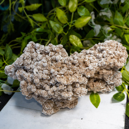 XL Desert Rose Selenite #4