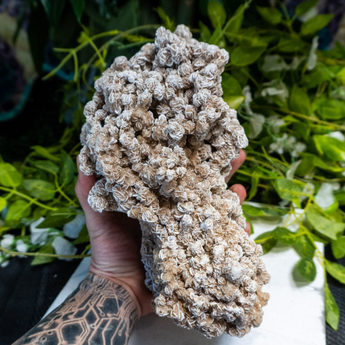 XL Desert Rose Selenite #4