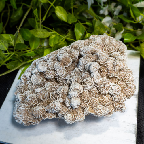 XL Desert Rose Selenite #2