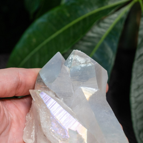 Angel Aura Cluster #8