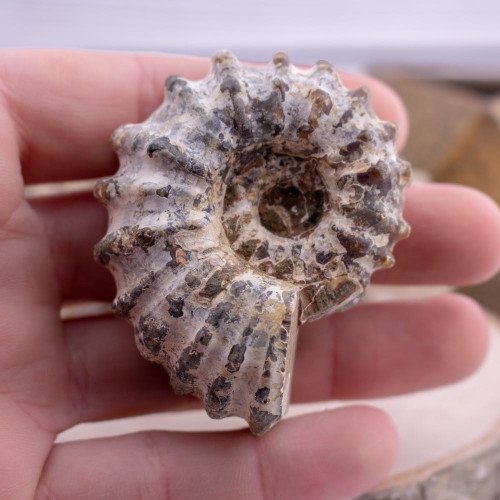 Iridescent Ammonite