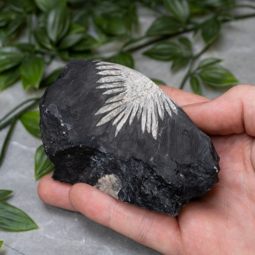 Chrysanthemum Stone Raw #4