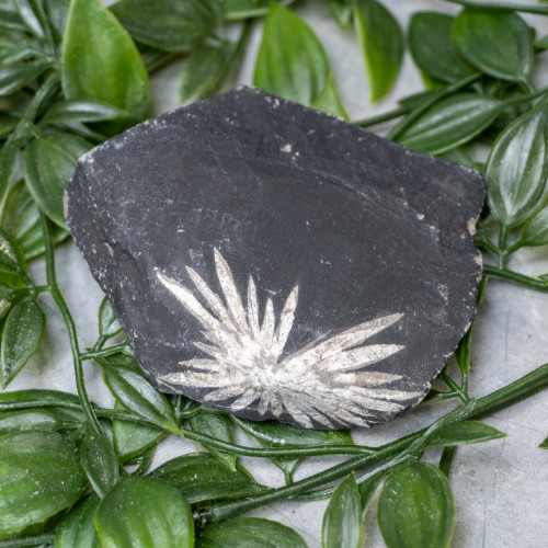 Chrysanthemum Stone Raw #3