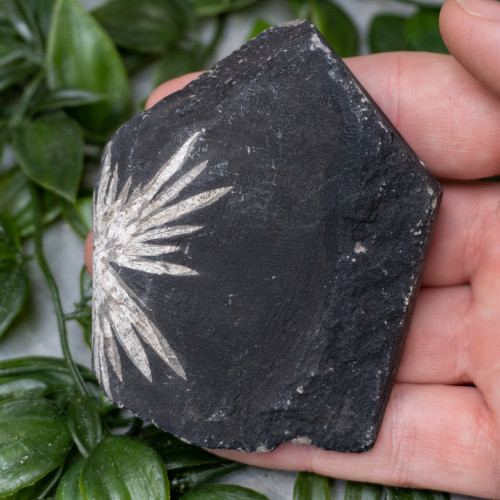 Chrysanthemum Stone Raw #3