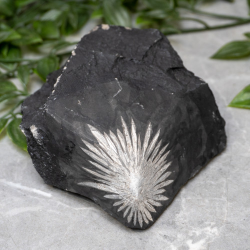 Chrysanthemum Stone Raw #2