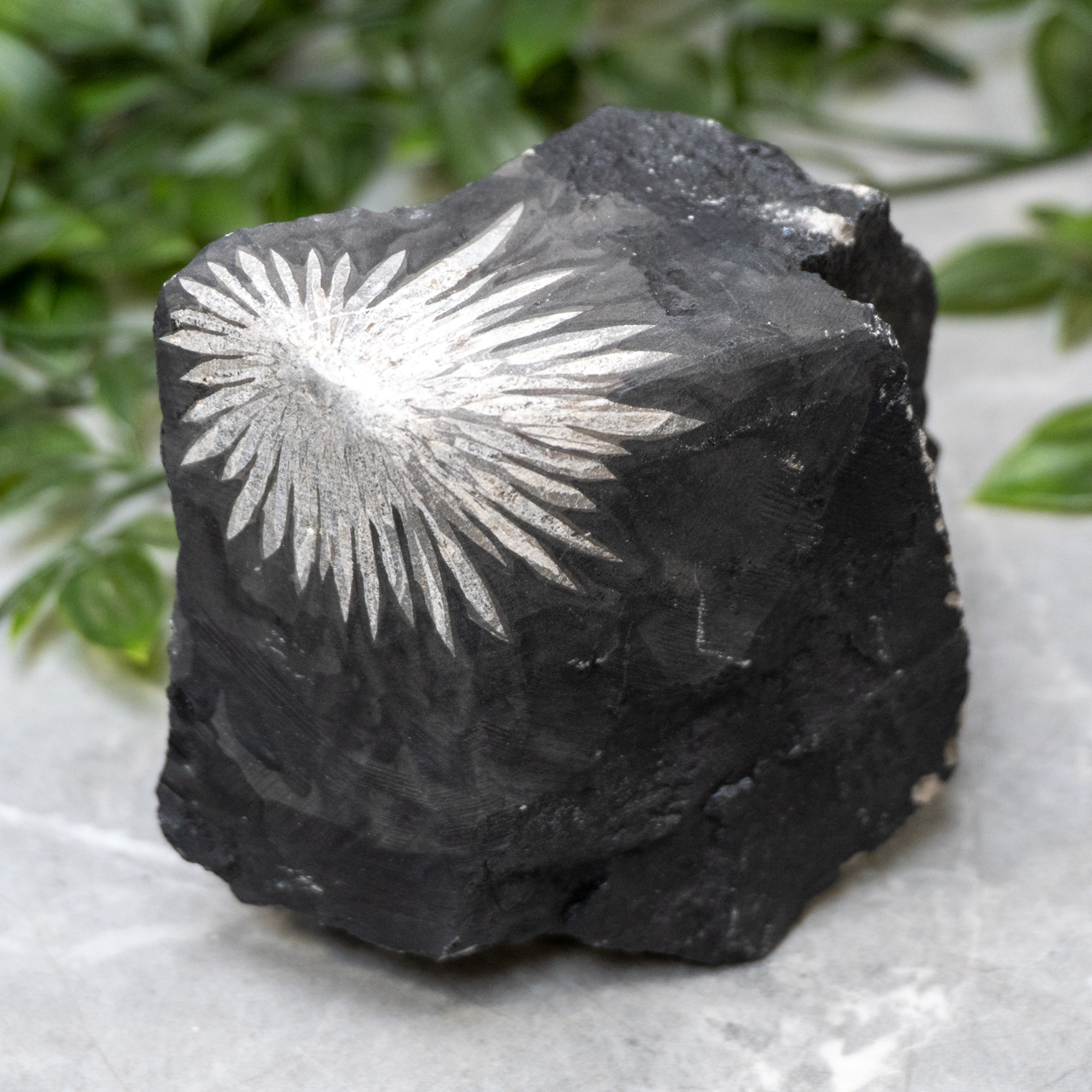 Chrysanthemum Stone Raw #2 - The Crystal Council