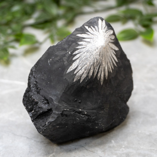 Chrysanthemum Stone Raw #1