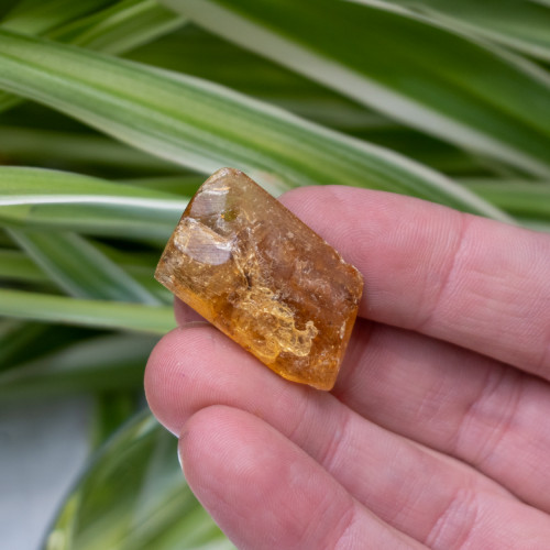 Natural Amber with Case #3