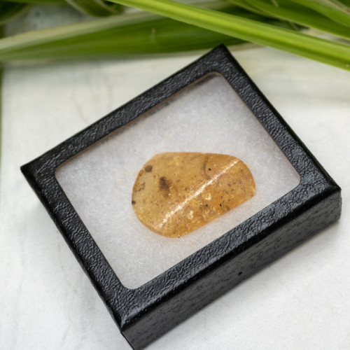 Natural Amber with Case #1