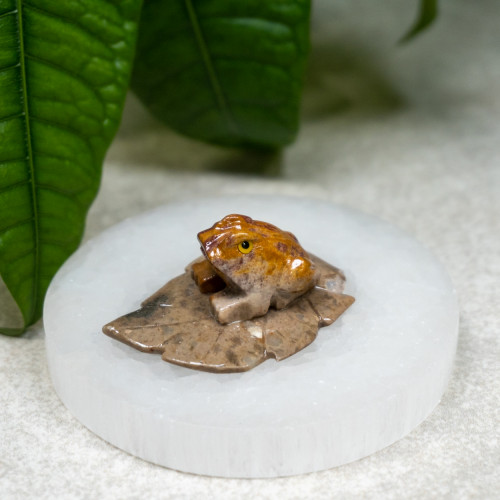Dolomite Frog on Leaf