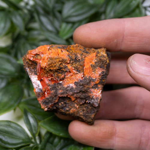 Raw Crocoite #24