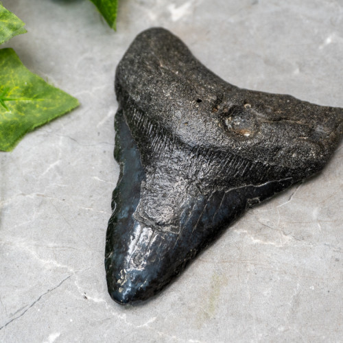 Megladon Shark Tooth #5