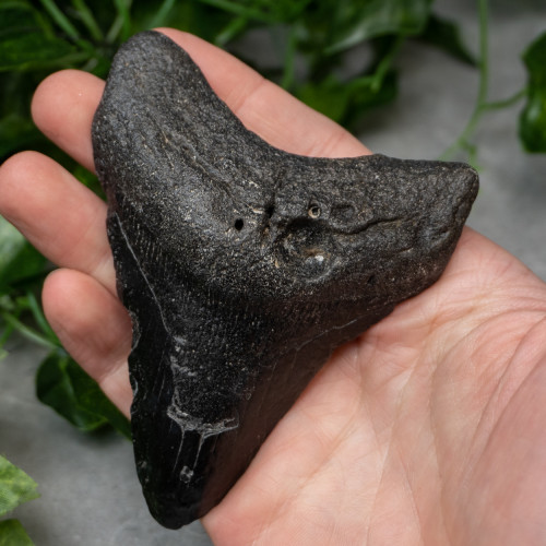 Megladon Shark Tooth #5