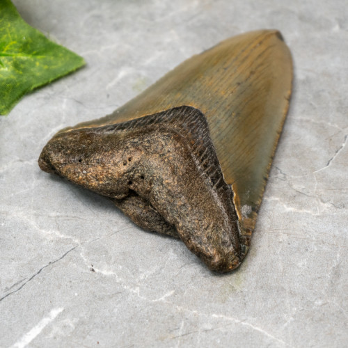 Megladon Shark Tooth #4