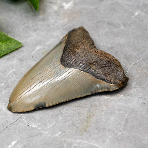 Megladon Shark Tooth #4