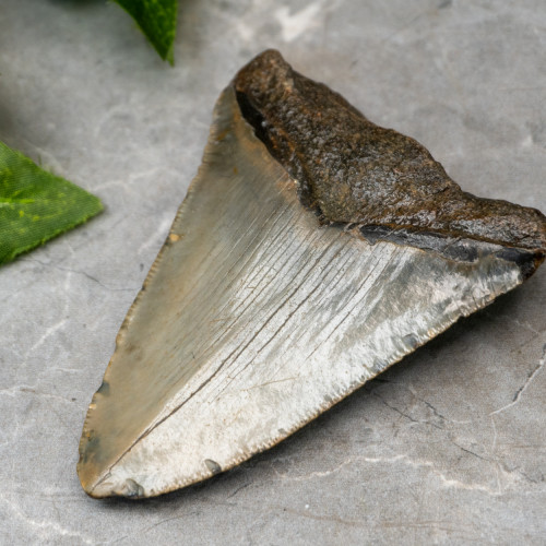 Megladon Shark Tooth #4