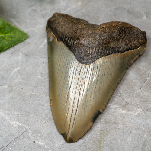 Megladon Shark Tooth #4