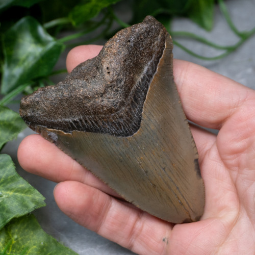 Megladon Shark Tooth #4