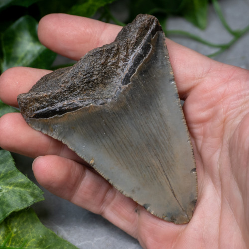 Megladon Shark Tooth #4