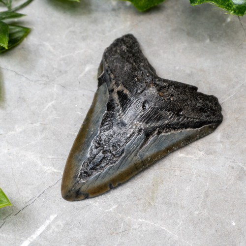 Megladon Shark Tooth #3