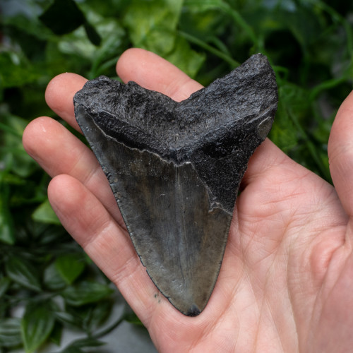 Megladon Shark Tooth #3