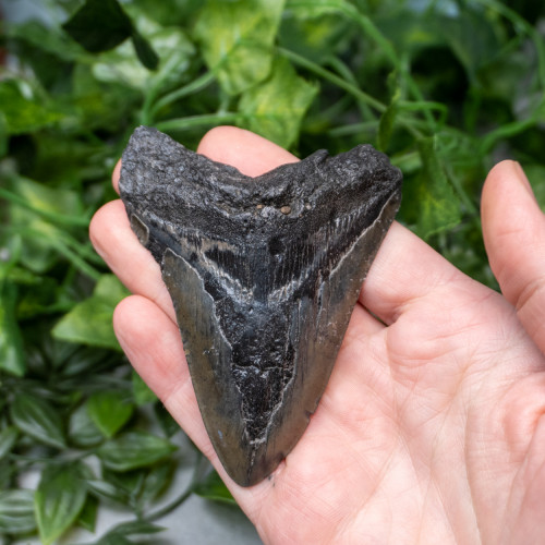 Megladon Shark Tooth #3