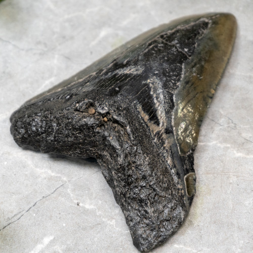 Megladon Shark Tooth #3