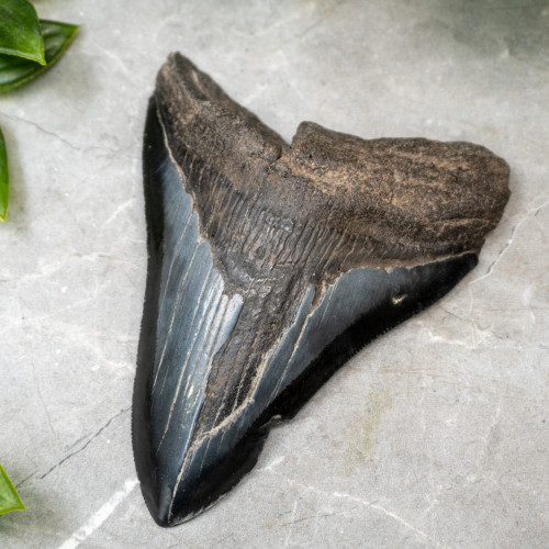 Megladon Shark Tooth #2