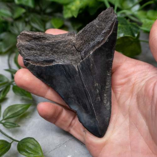 Megladon Shark Tooth #2