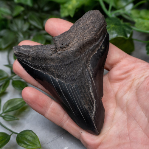 Megladon Shark Tooth #2