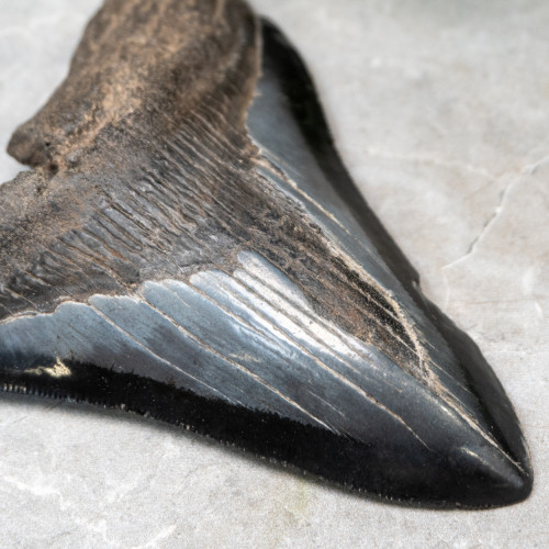 Megladon Shark Tooth #2