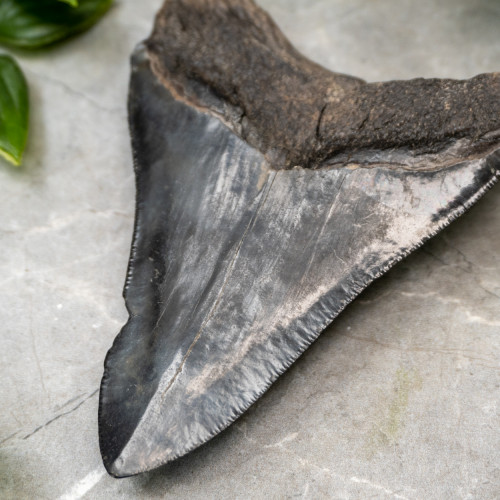 Megladon Shark Tooth #2