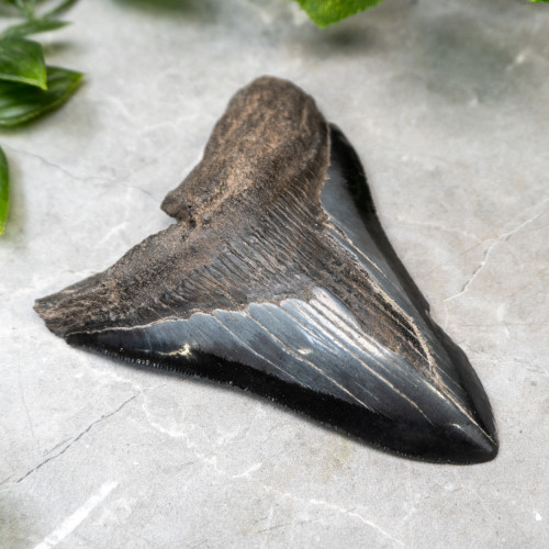 Megladon Shark Tooth #2